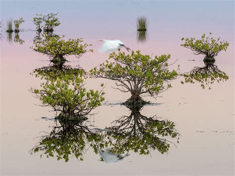 photographing mangroves