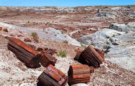 photographing petrified forest