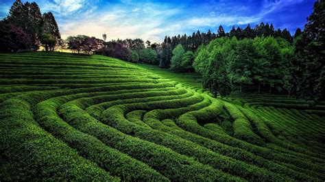 photography green tea fields