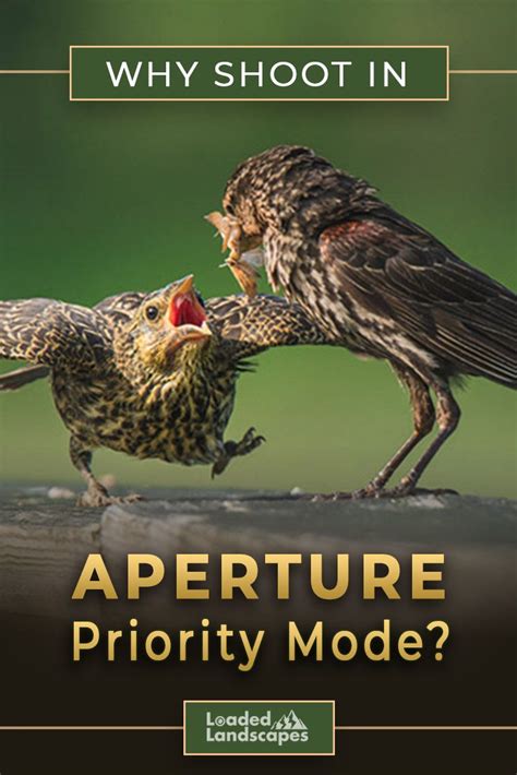 photography tips tips tutorial guide tutorial examples collection examples