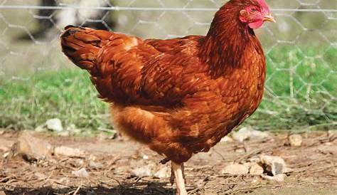 Alimentation et besoins alimentaires de la poule pondeuse - Agronomie