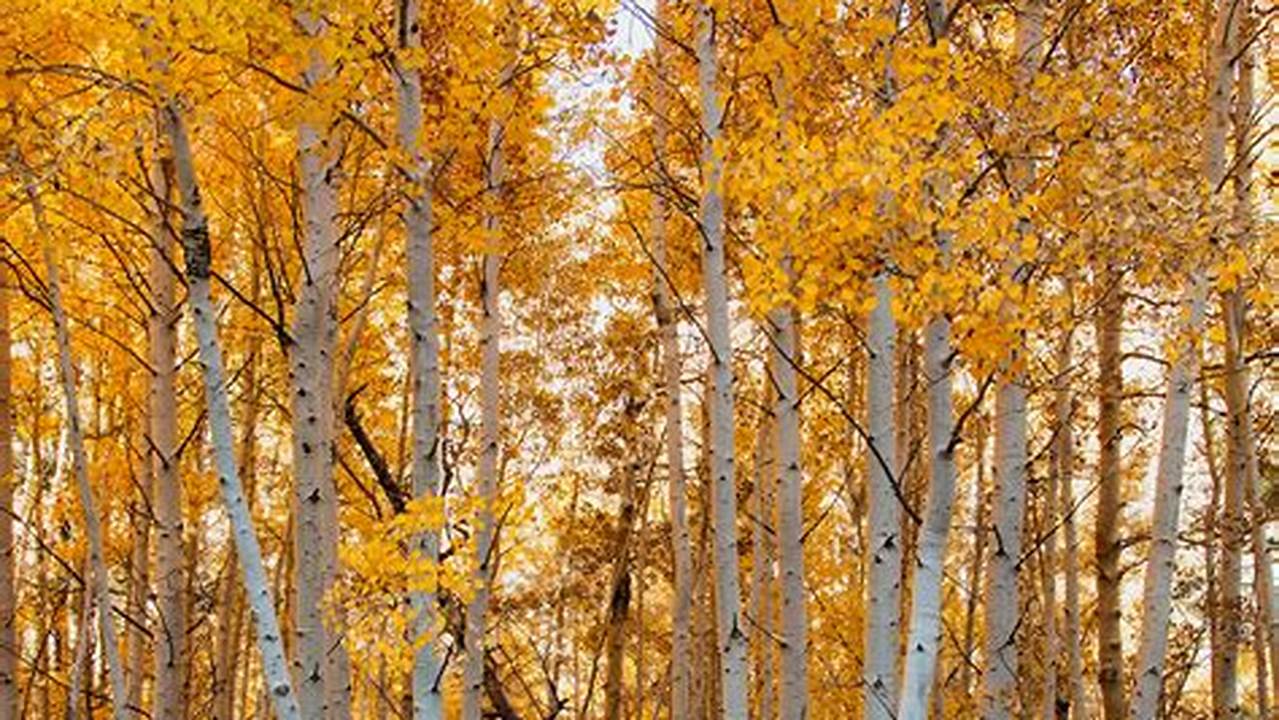 Discover the Enchanting Beauty of Aspen Trees in Fall Photography