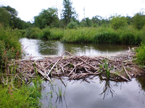 photos of beaver dams