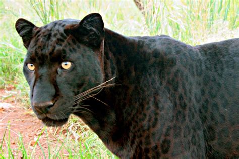 photos of black leopards