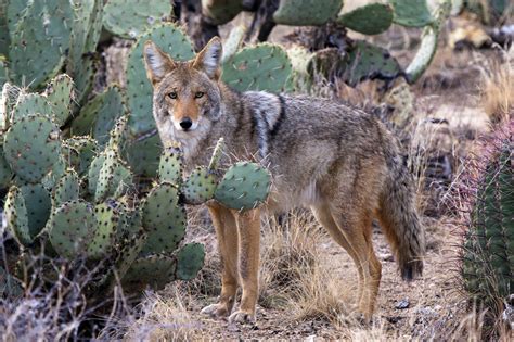 photos of coyotes in az