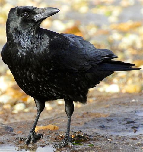 photos of crows uk