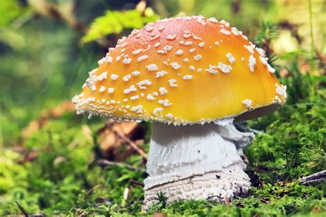 photos of poisonous mushrooms