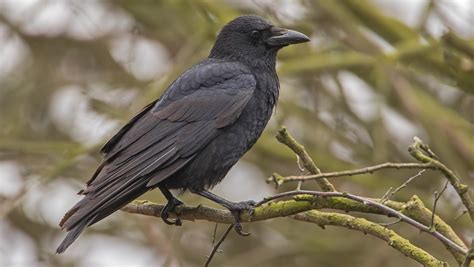 photos of rooks crows and ravens