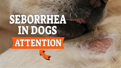 photos of seborrhea in dogs