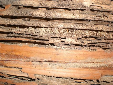 photos of termite damage