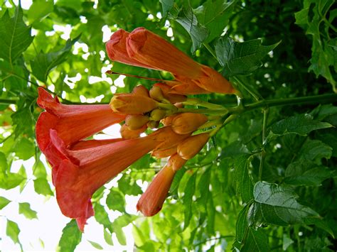 photos of trumpet vine