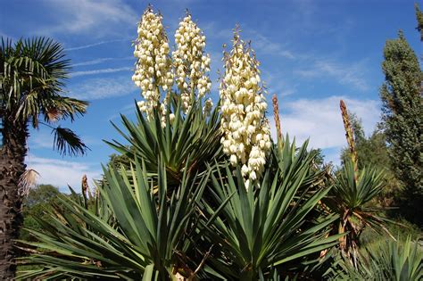 photos of yucca plants
