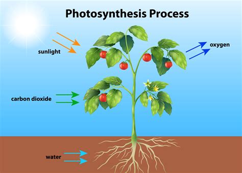 photosynthesis