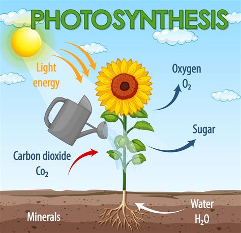 Diagram showing process of photosynthesis in plant Download Free