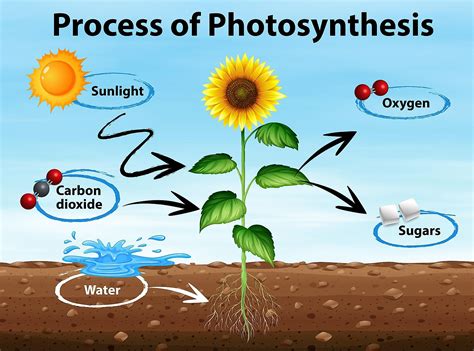 photosynthesis 1 and 2 diagram