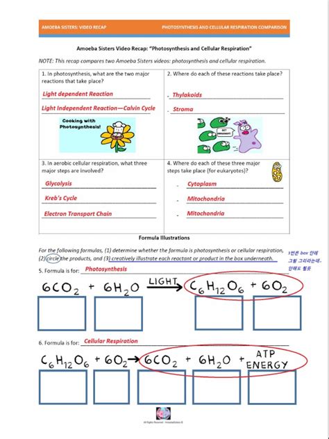 photosynthesis and cellular respiration comparison worksheet answers