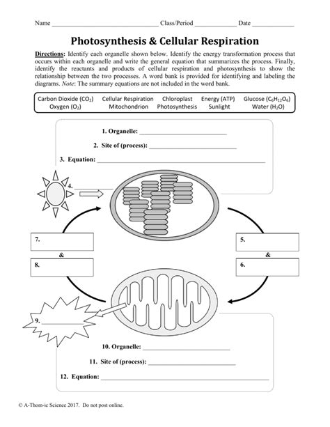 photosynthesis and cellular respiration worksheet 8th grade