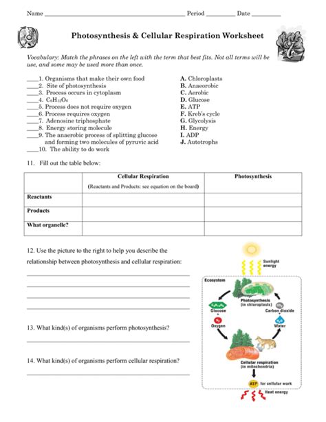 photosynthesis and cellular respiration worksheet middle school pdf