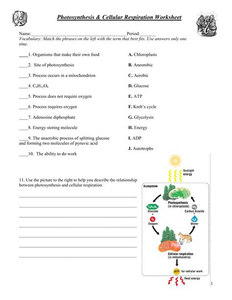 photosynthesis and respiration worksheet 7th grade