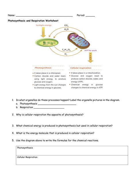 photosynthesis and respiration worksheet quizlet