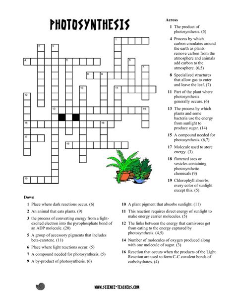 photosynthesis crossword worksheet answer key