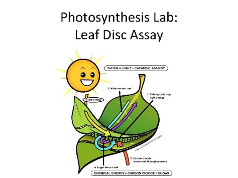 Photosynthesis Lab Leaf Disk Assay