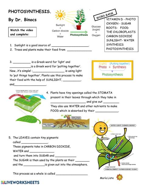 photosynthesis review worksheet middle school