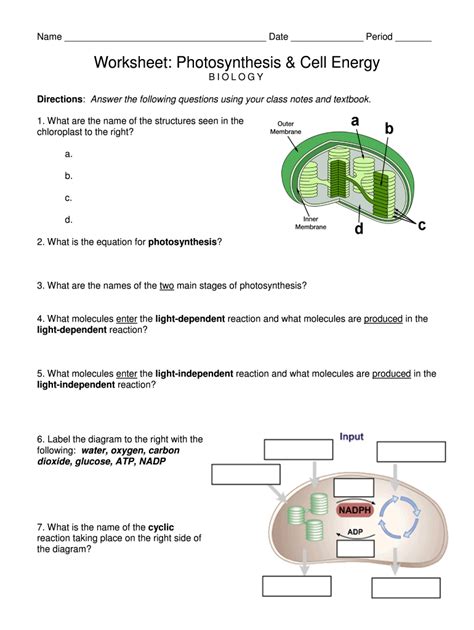 photosynthesis worksheet high school pdf