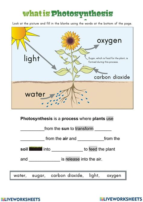 photosynthesis worksheet middle school