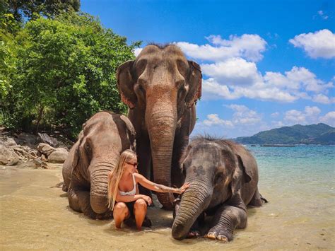 phuket elephants