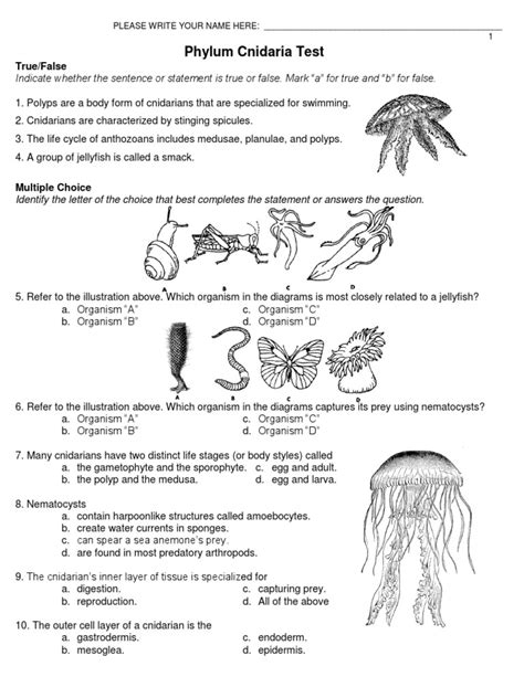 Phylum Cnidaria Worksheet