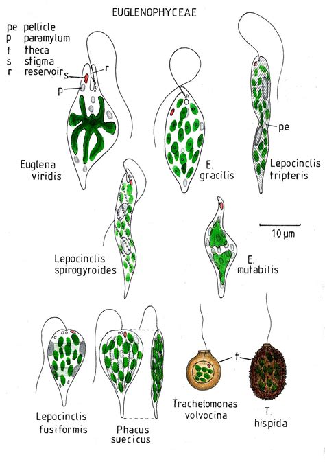 phylum euglenophyta examples