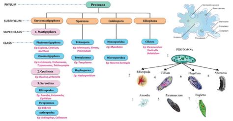 Phylum Protozoa Notes Pdf 2023