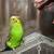 physical signs of aggression in parakeets