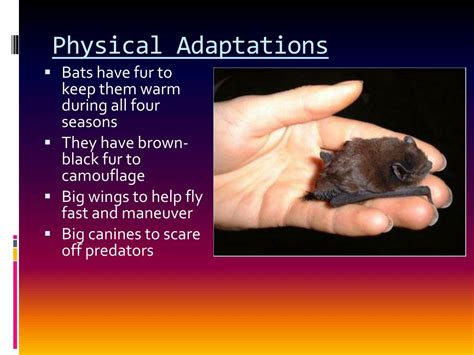 Physical Adaptations Of Bats