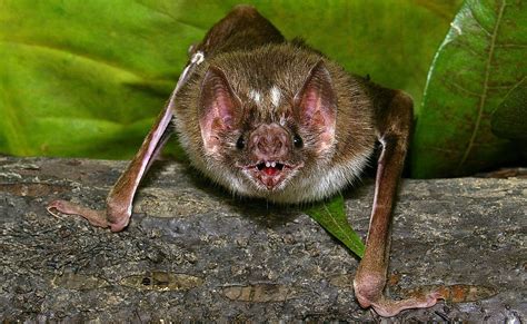 Physical Appearance Of Vampire Bat