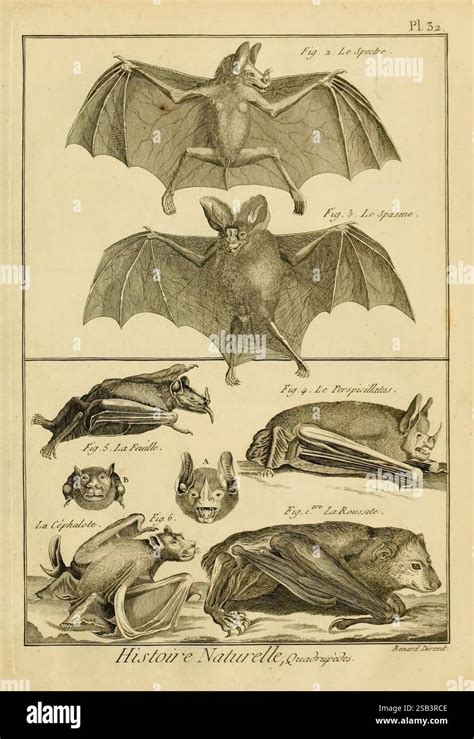 Physical Characteristics Of A Bat