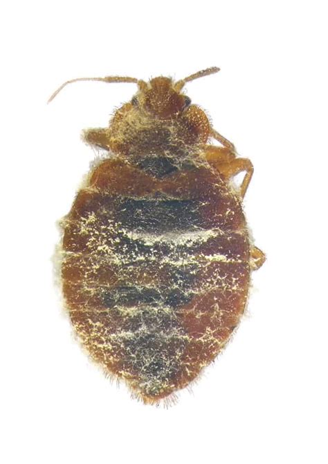 Physical Features of Dead Bed Bug