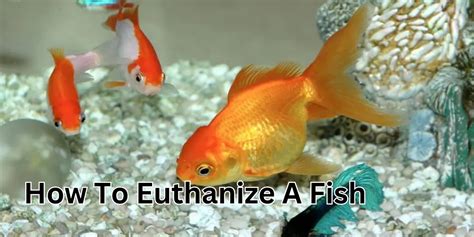 physical methods to euthanize a fish