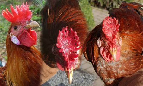 Pial Ayam – Aneka Ragam Jenis dan Fungsi Pial Ayam