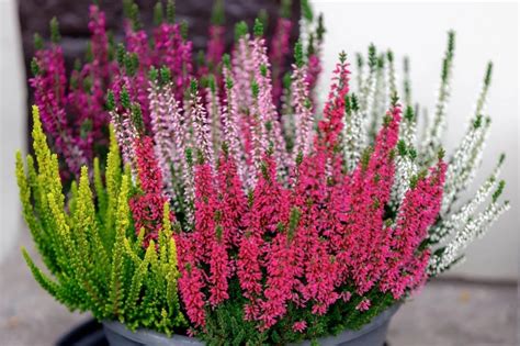 Pianta Da Esterno Resistente Al Freddo