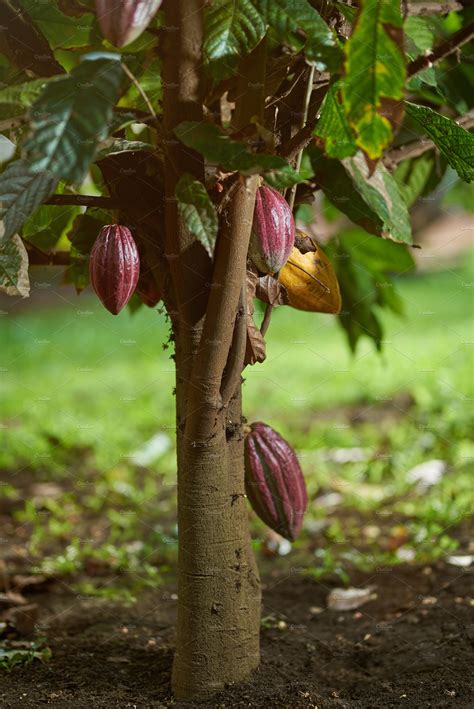 pianta di cacao immagini