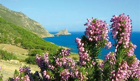 Italy, Sardinia, blooming Macchia Stock Photo - Alamy