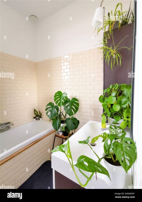 Piante Bagno Piccolo