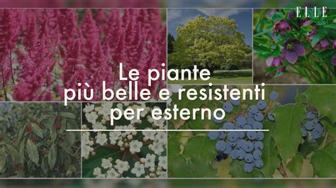 Piante Esterne Resistenti Al Freddo