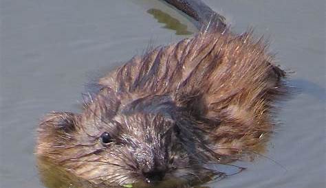 Photo: Muskrat Caught in the Act