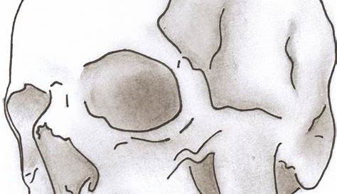 Simple Skull Side Drawing at GetDrawings | Free download
