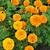 pic of marigold flower