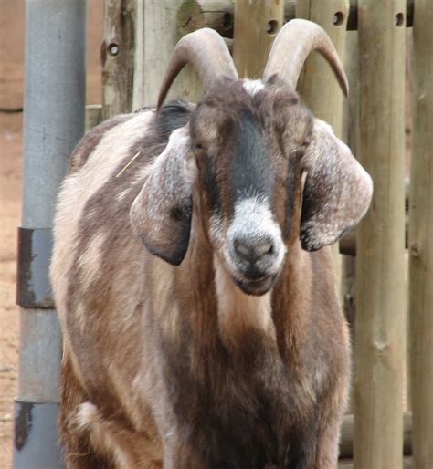 pic of a nubian goat