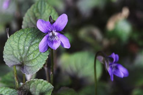 single violet